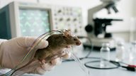 VTA-mPFC Dopamine Circuit Drives Stress-Induced Sleep Fragmentation in Mice